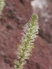 thick-leaf thelypody, cut-leaf thelypody (Thelypodium laciniatum ) 
